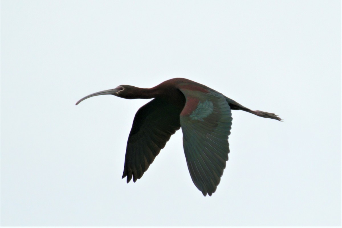 ibis americký - ML342076401