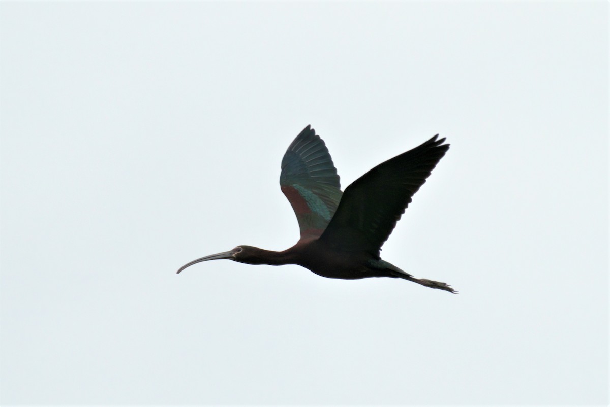ibis americký - ML342077031