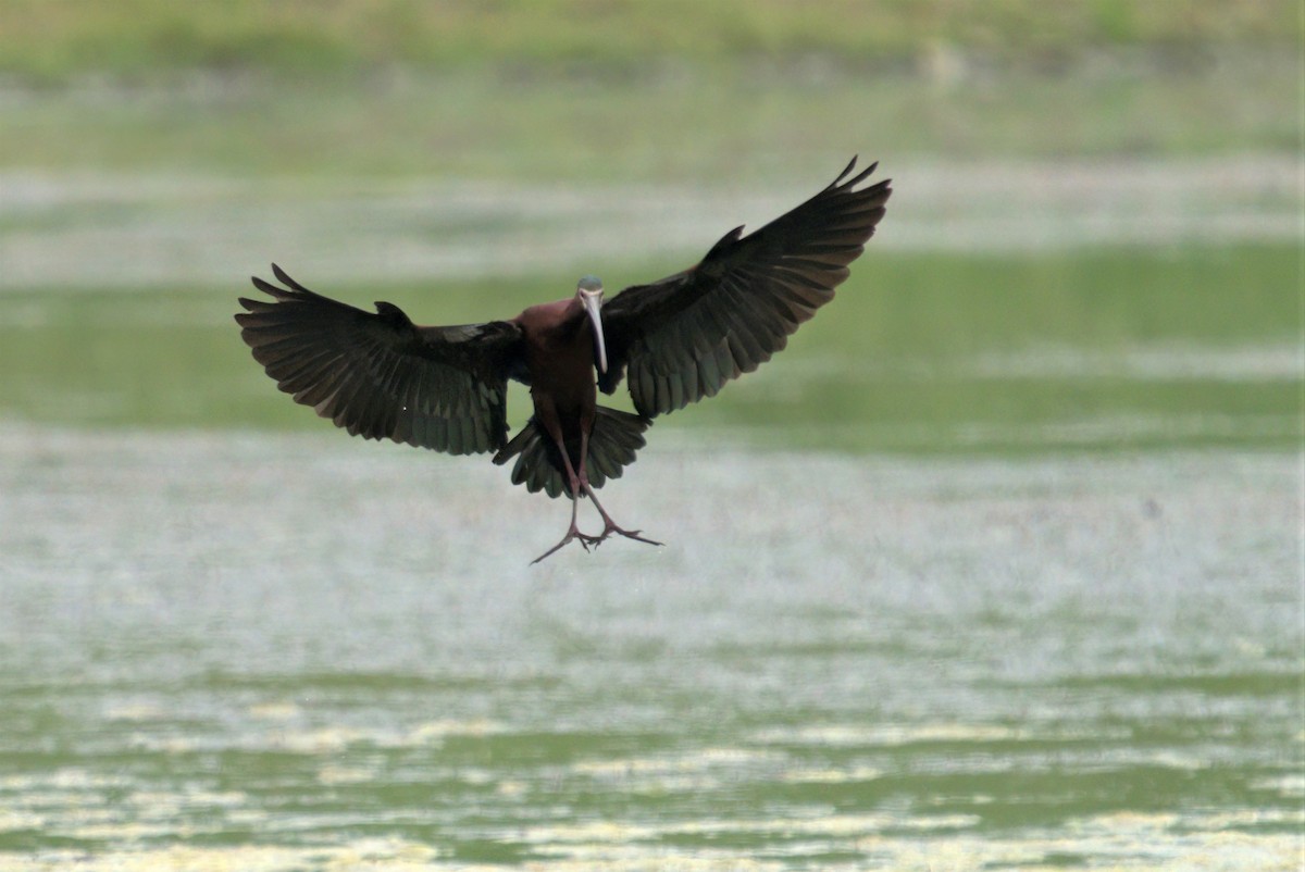ibis americký - ML342077601