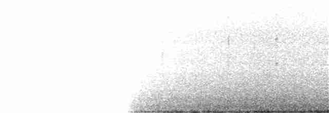 Black-naped Tern - ML342077791