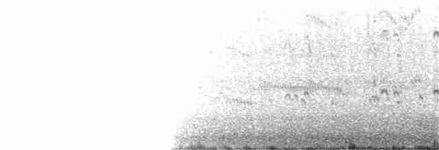 Black-naped Tern - ML342077821