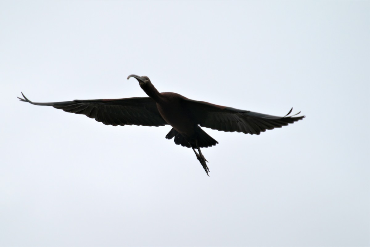 ibis americký - ML342078061