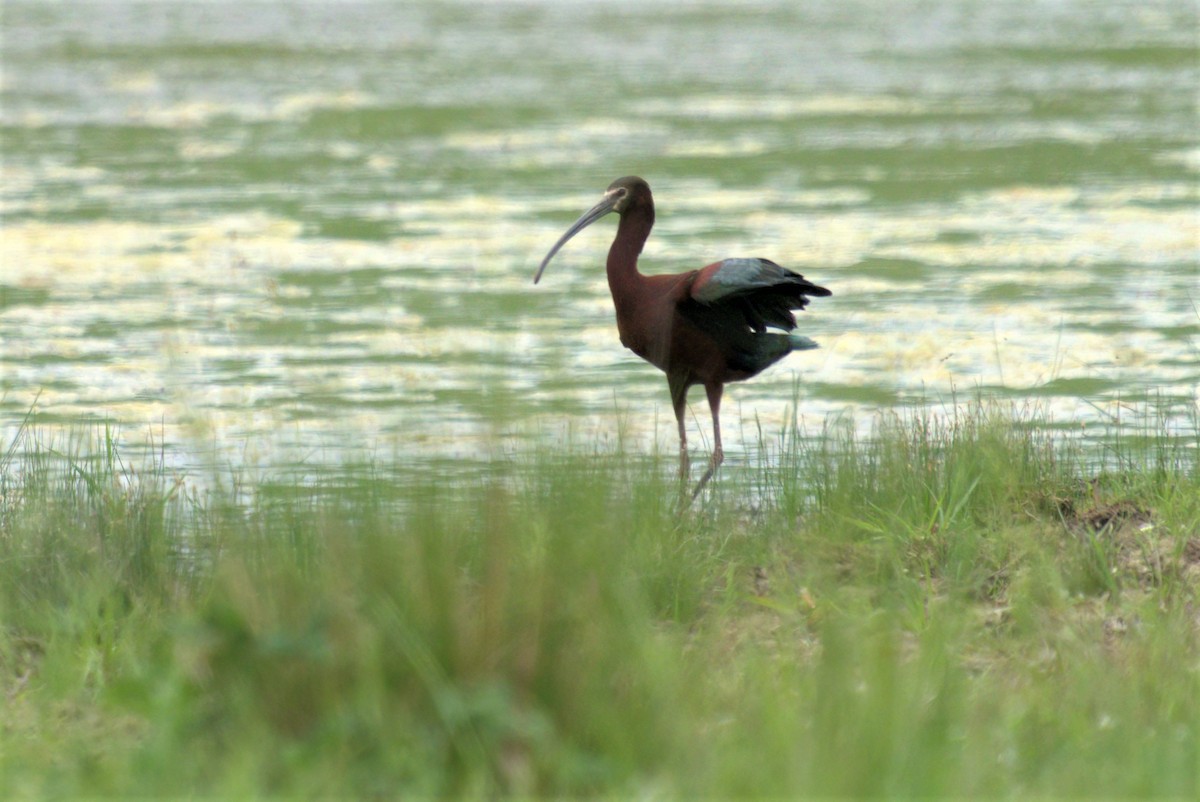 ibis americký - ML342078171