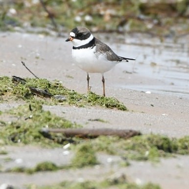 Semipalmated Plover - ML342078641