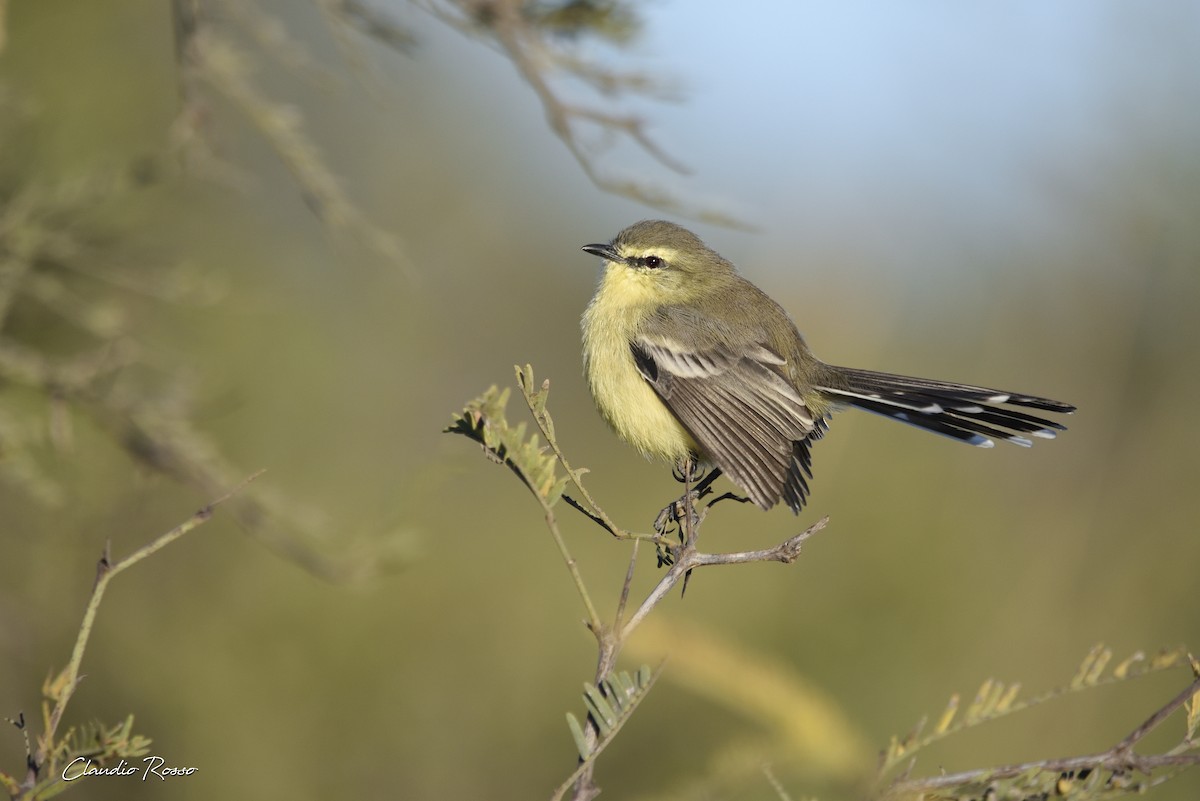 Greater Wagtail-Tyrant - ML342078681