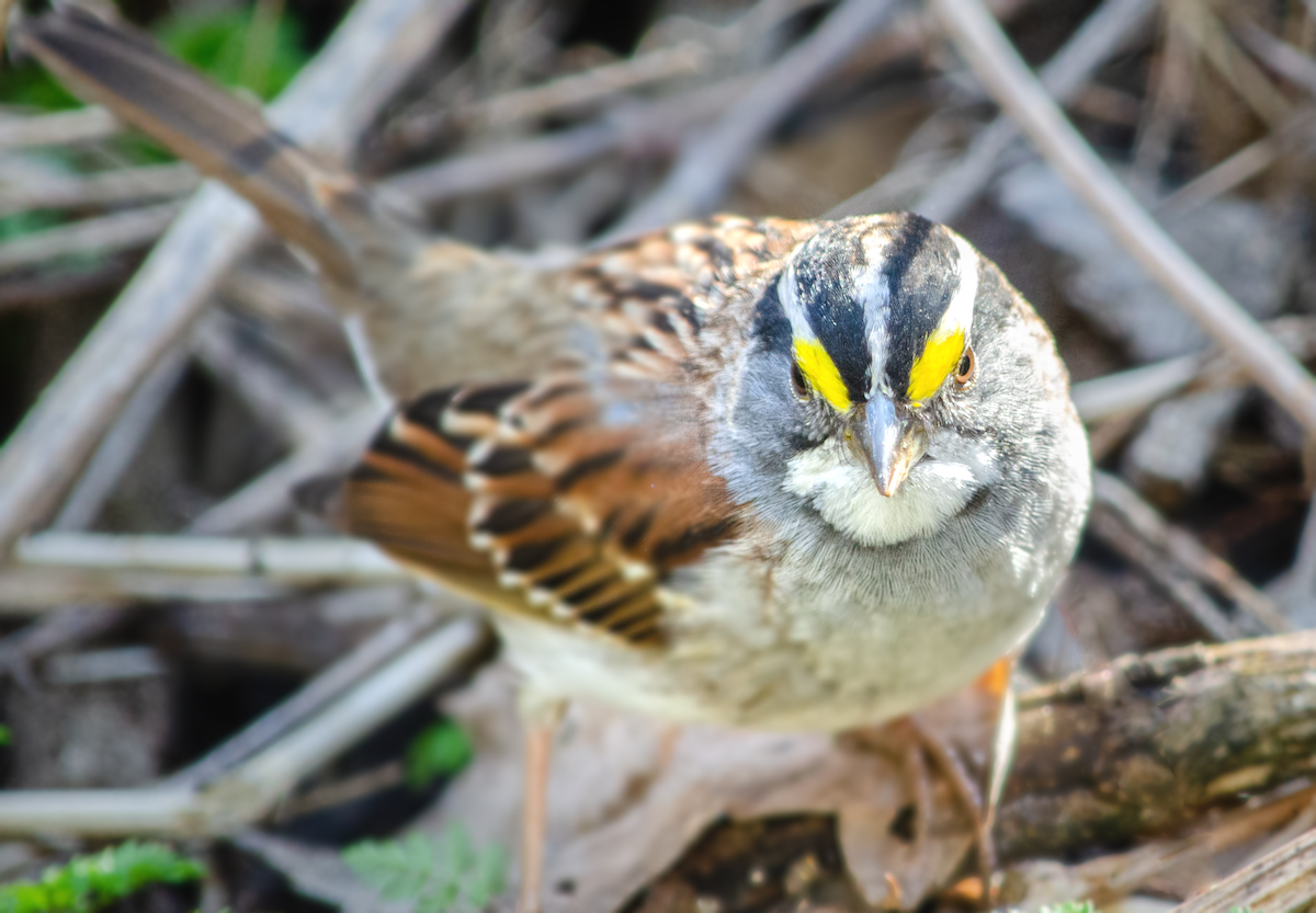 White-throated Sparrow - ML342080281