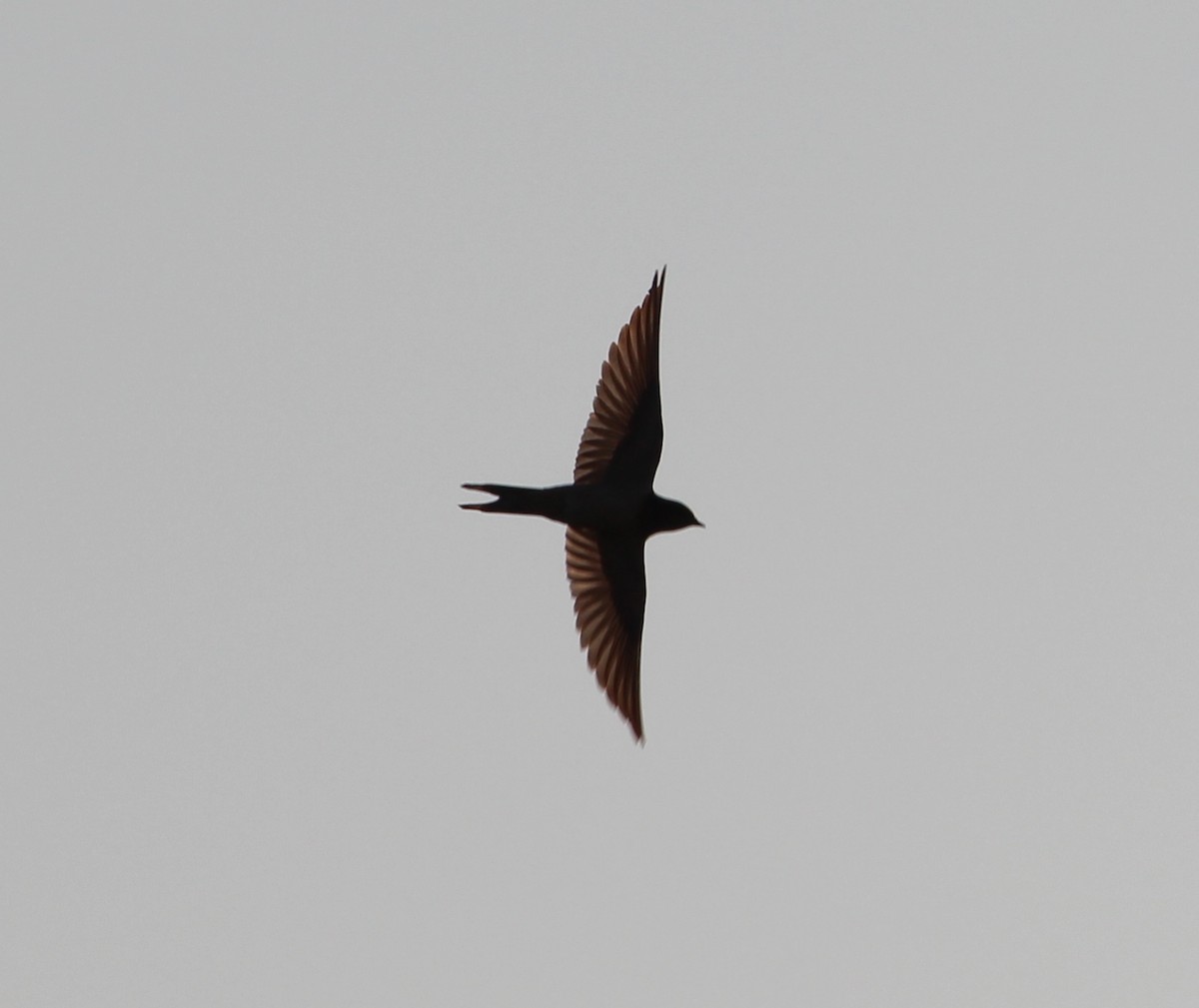 Barn Swallow - ML34208201