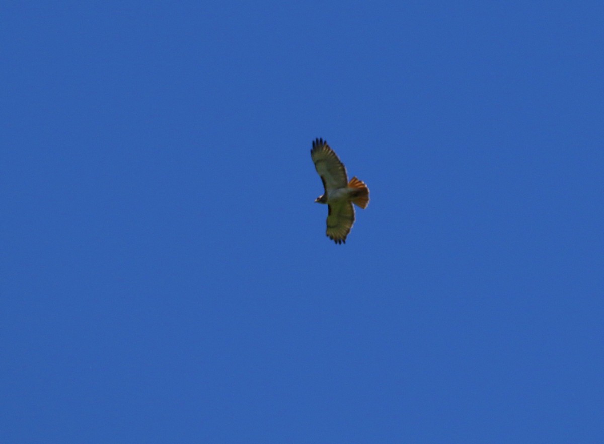 Red-tailed Hawk - ML342082681