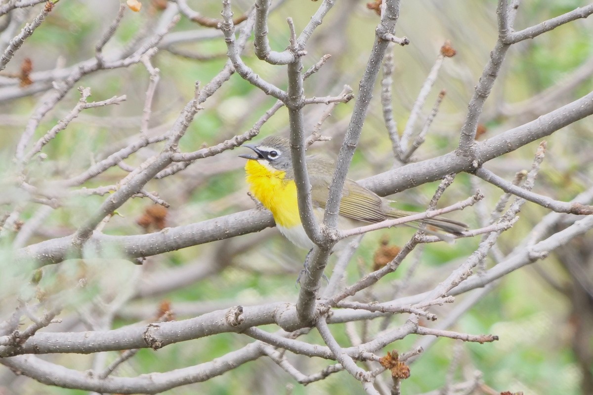 Yellow-breasted Chat - ML342082781