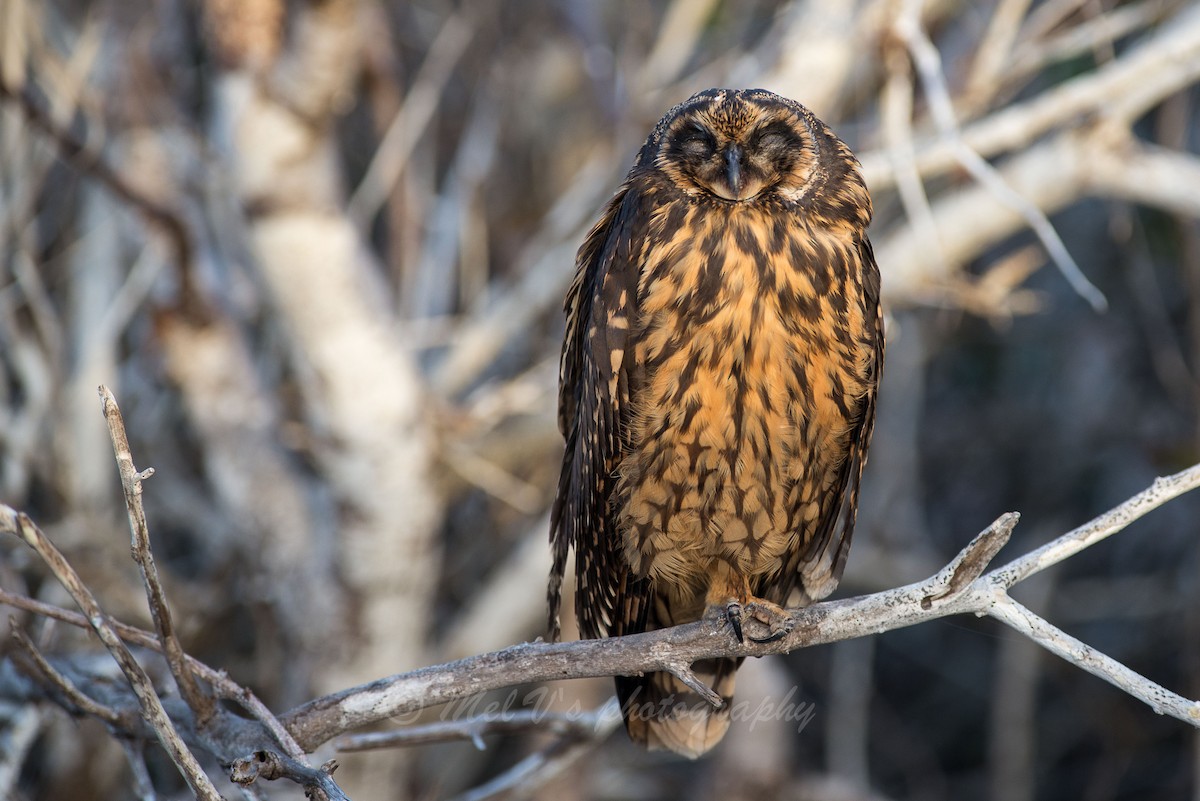 Short-eared Owl - ML34208381