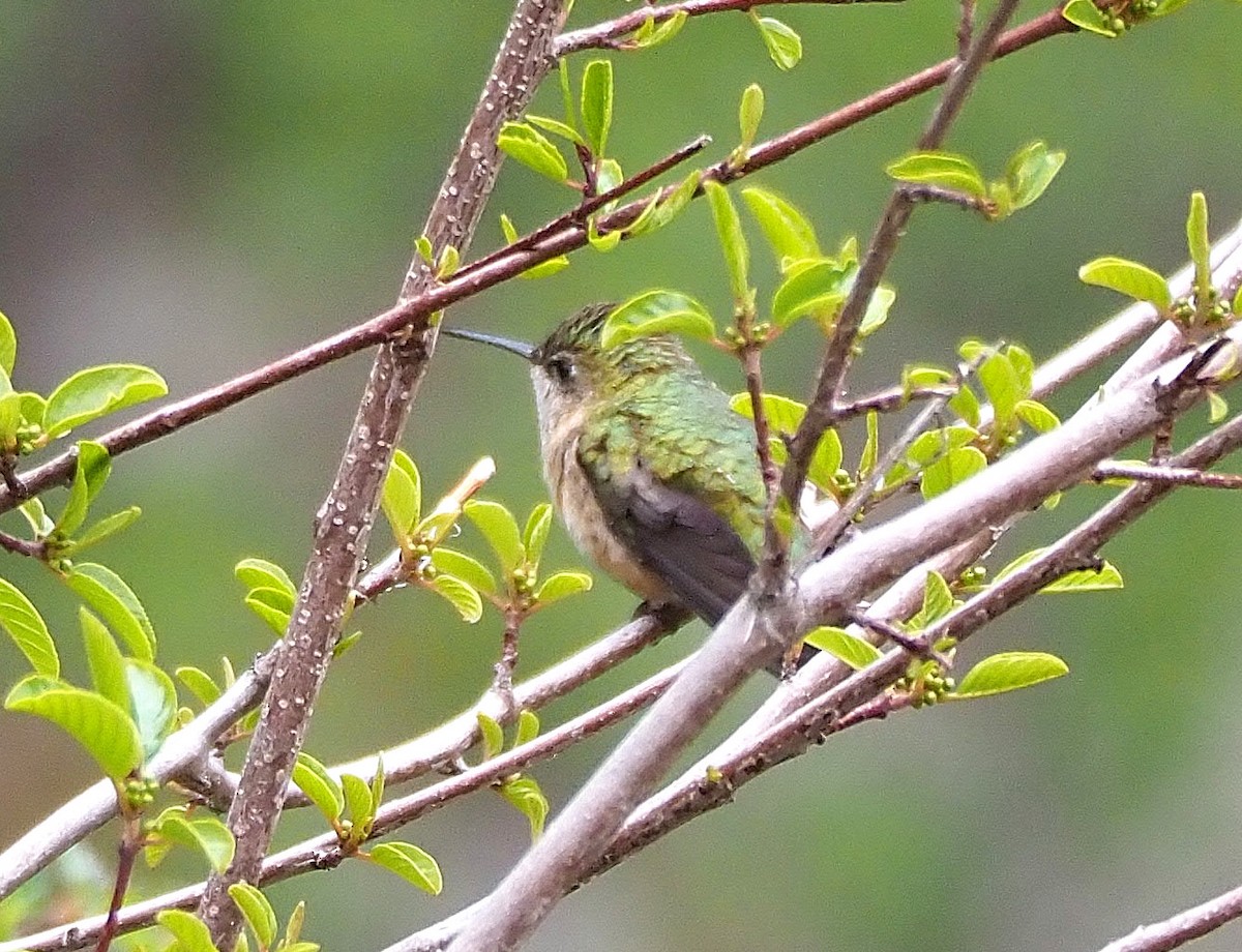 Calliope Hummingbird - ML342084221