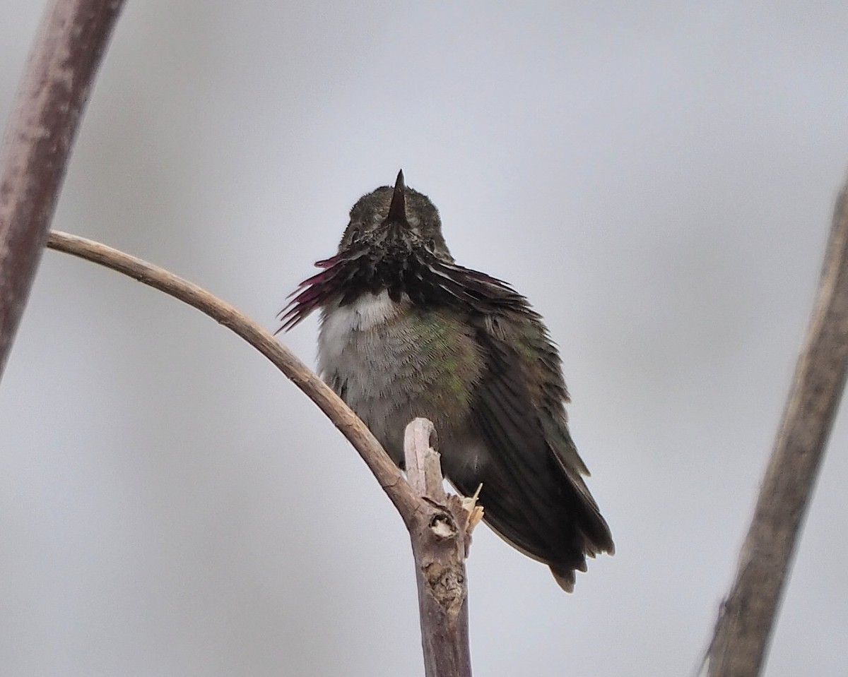 Calliope Hummingbird - Aidan Brubaker
