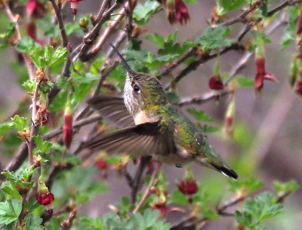 Calliope Hummingbird - ML342084251