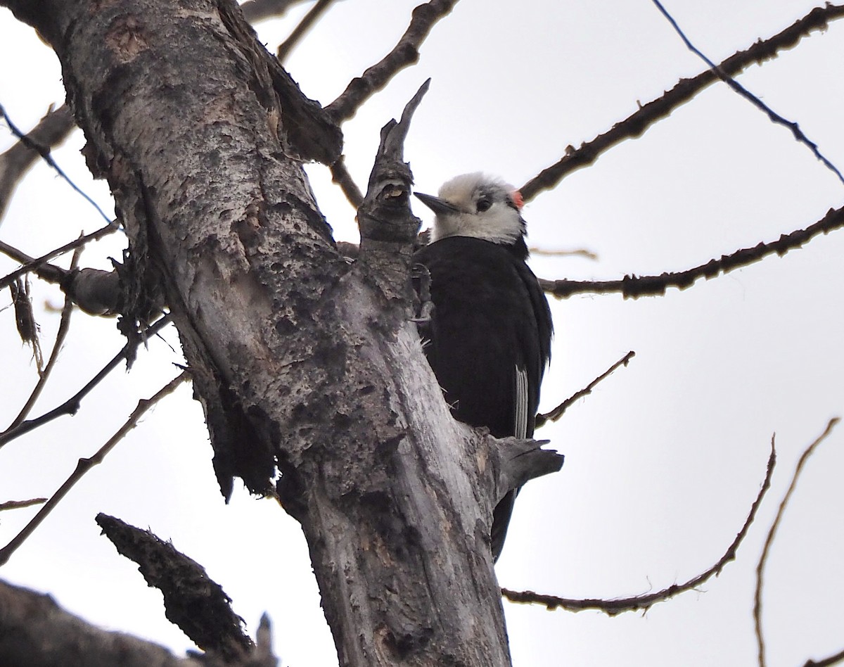 White-headed Woodpecker - ML342084261