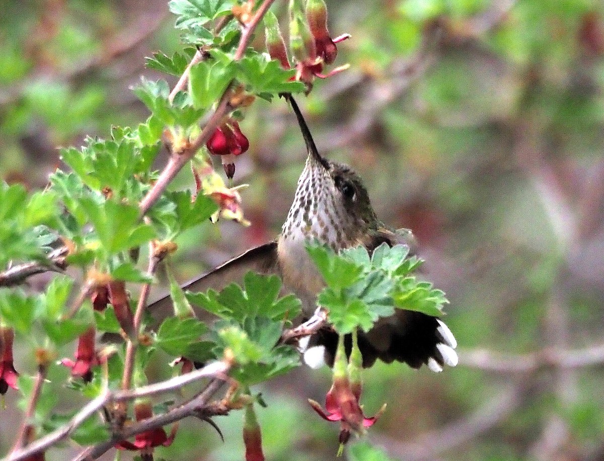 Calliope Hummingbird - ML342084271