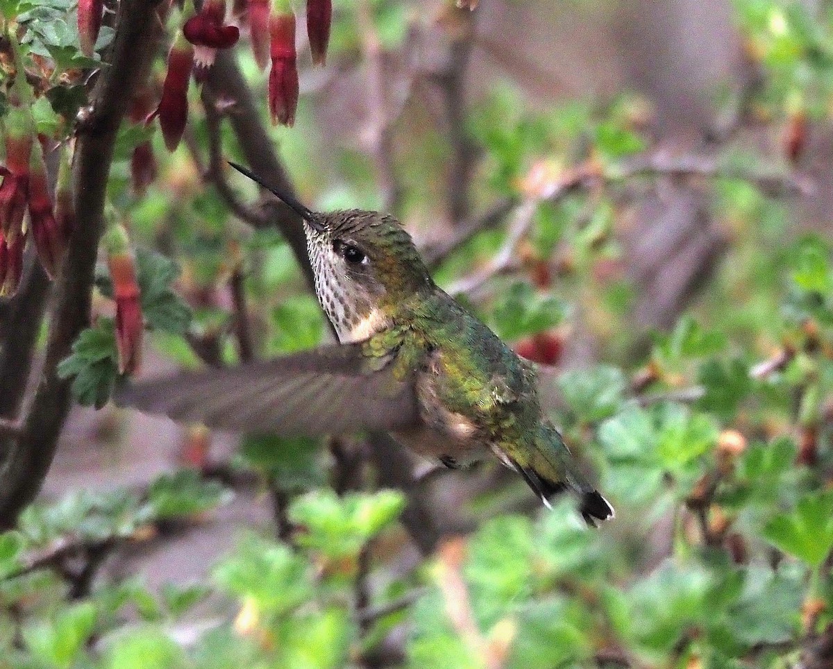 Calliope Hummingbird - ML342084281