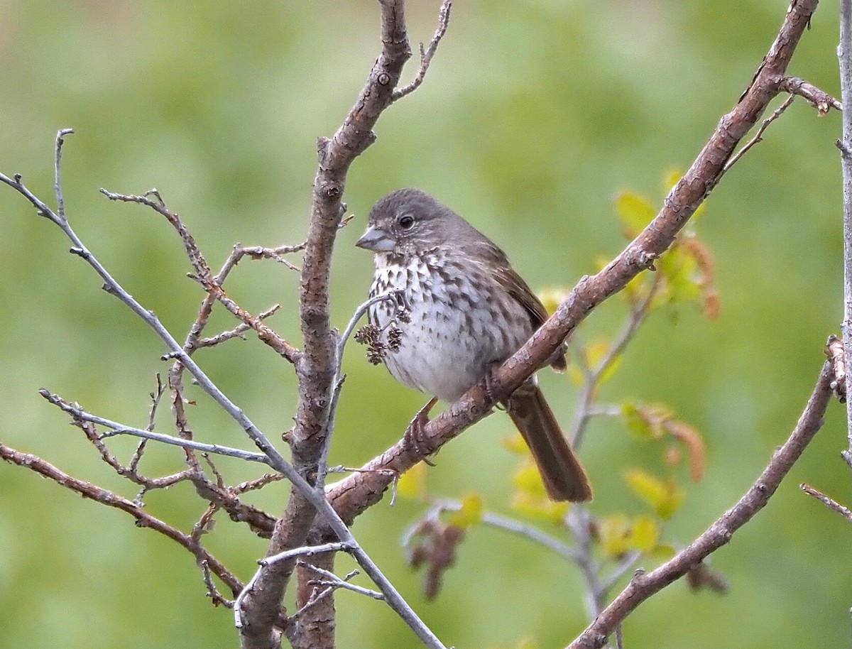 Fox Sparrow (Thick-billed) - ML342084751