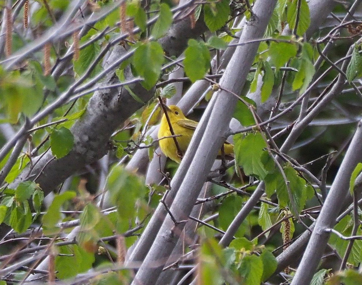 Yellow Warbler - ML342084971