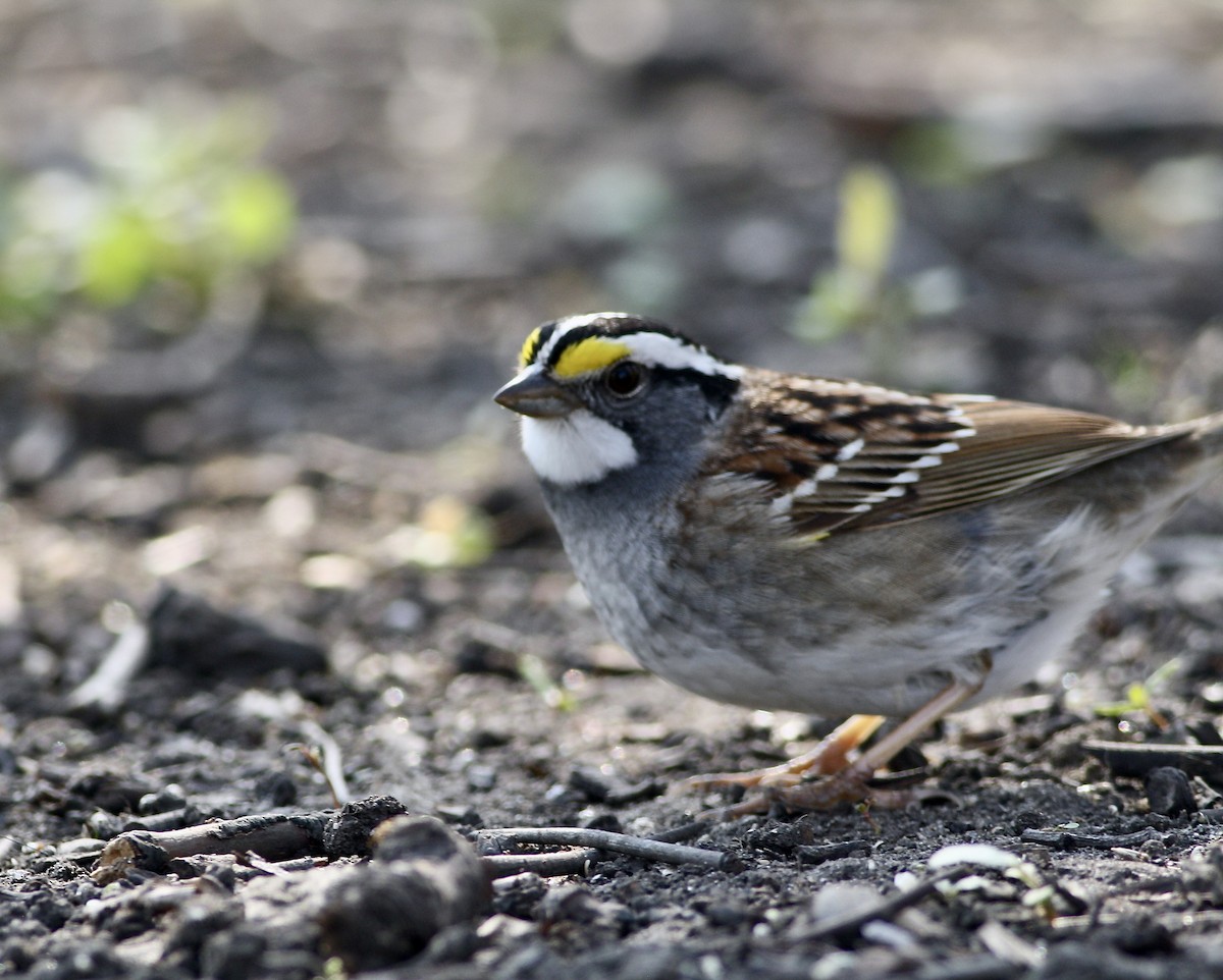 White-throated Sparrow - ML342085381