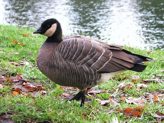 Cackling Goose, ML34208761