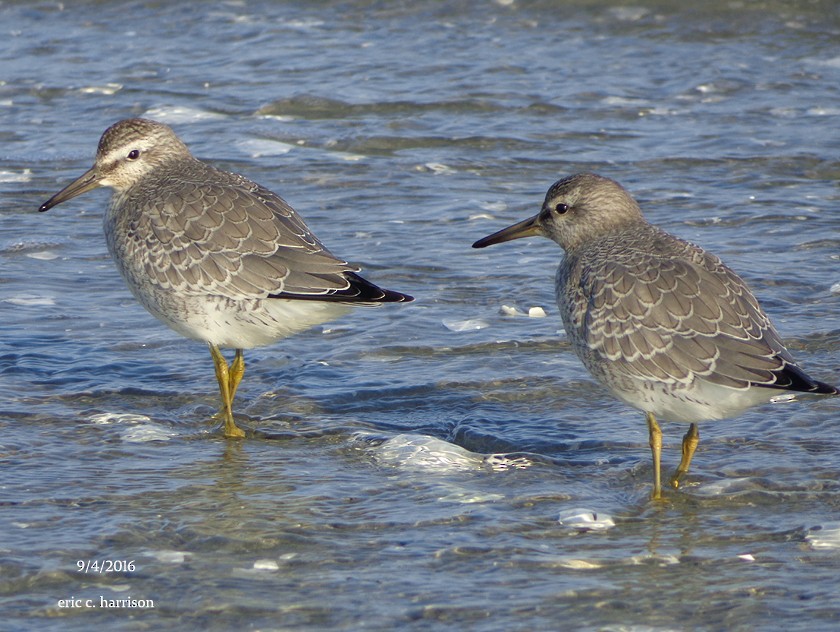 Red Knot - ML34209161