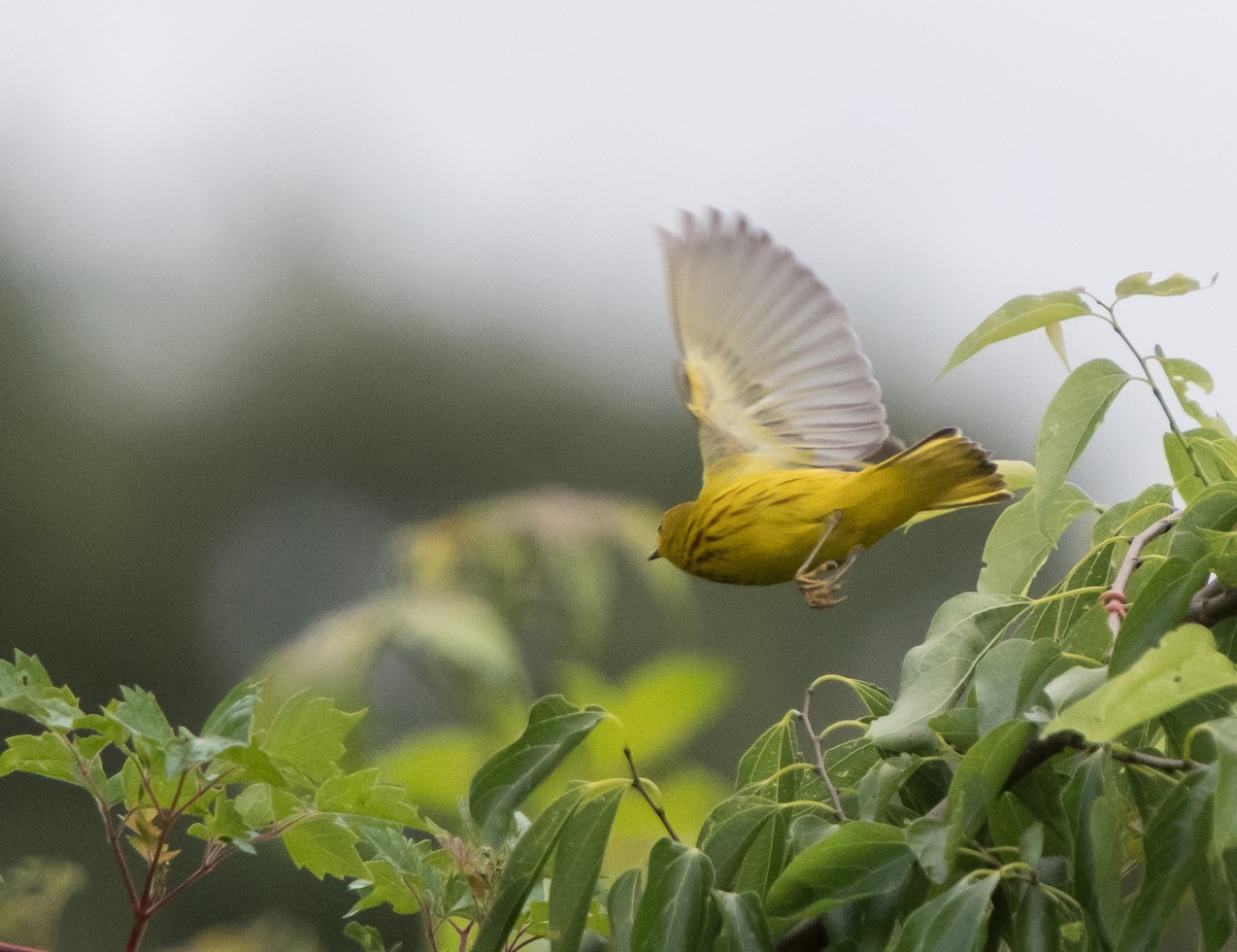 Yellow Warbler - LG Pr