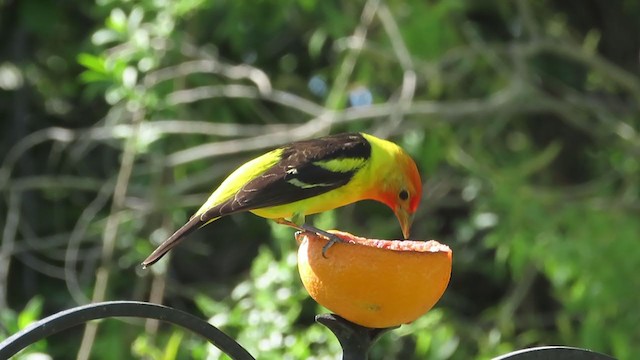 Western Tanager - ML342094331