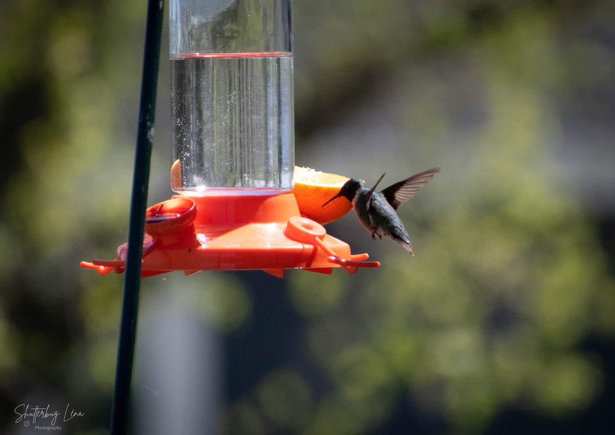 Ruby-throated Hummingbird - ML342103131