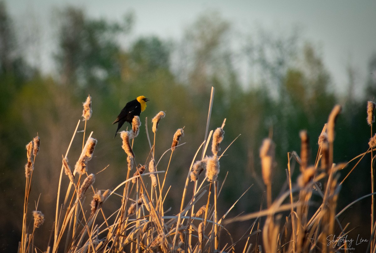Yellow-headed Blackbird - ML342103551