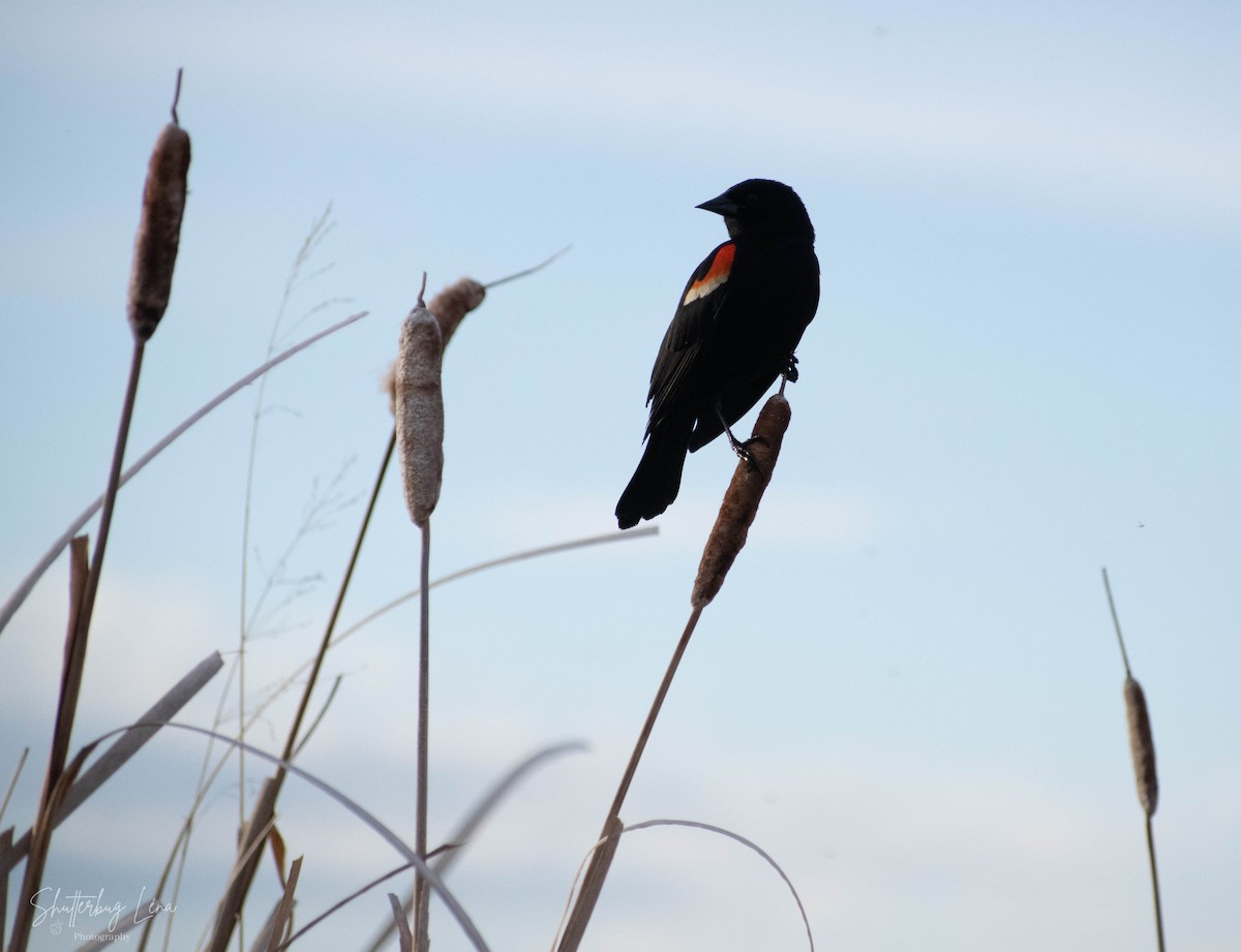 Red-winged Blackbird - ML342104111