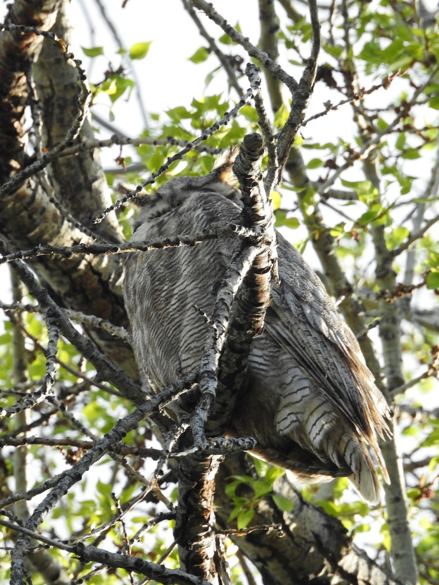 Great Horned Owl - ML342104241