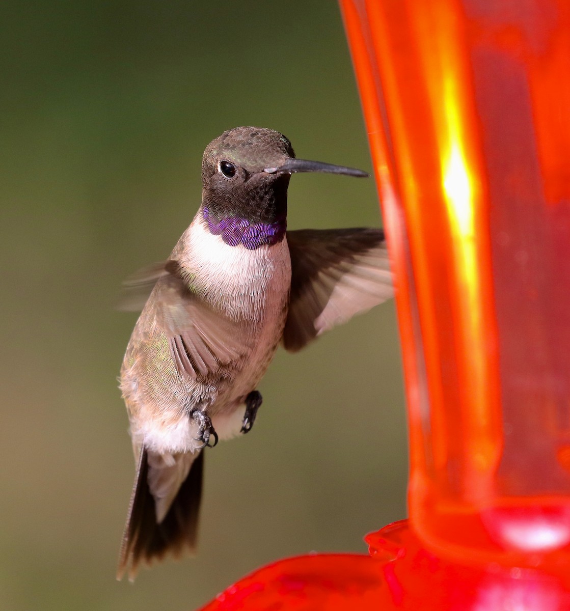 Black-chinned Hummingbird - ML34210441