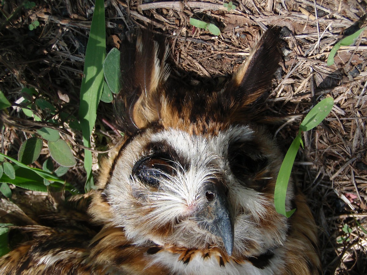 Striped Owl - Megan Jones Patterson