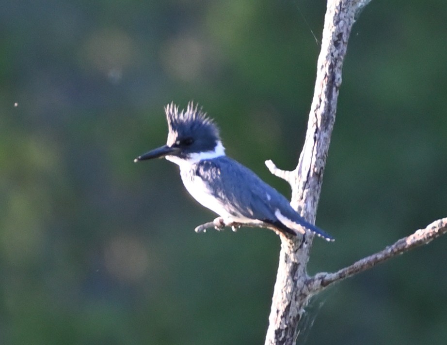 Belted Kingfisher - ML342113901