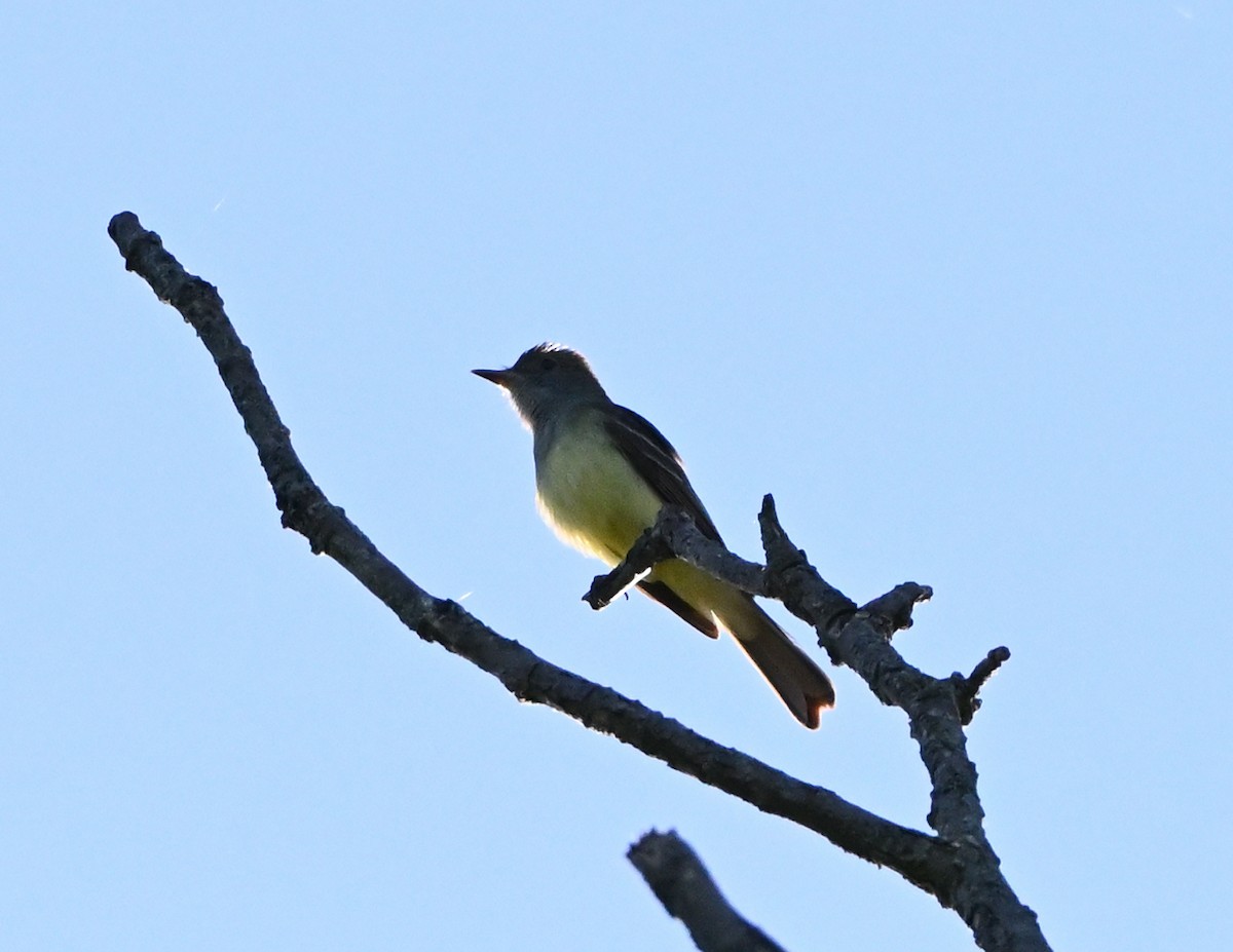 Great Crested Flycatcher - ML342114041