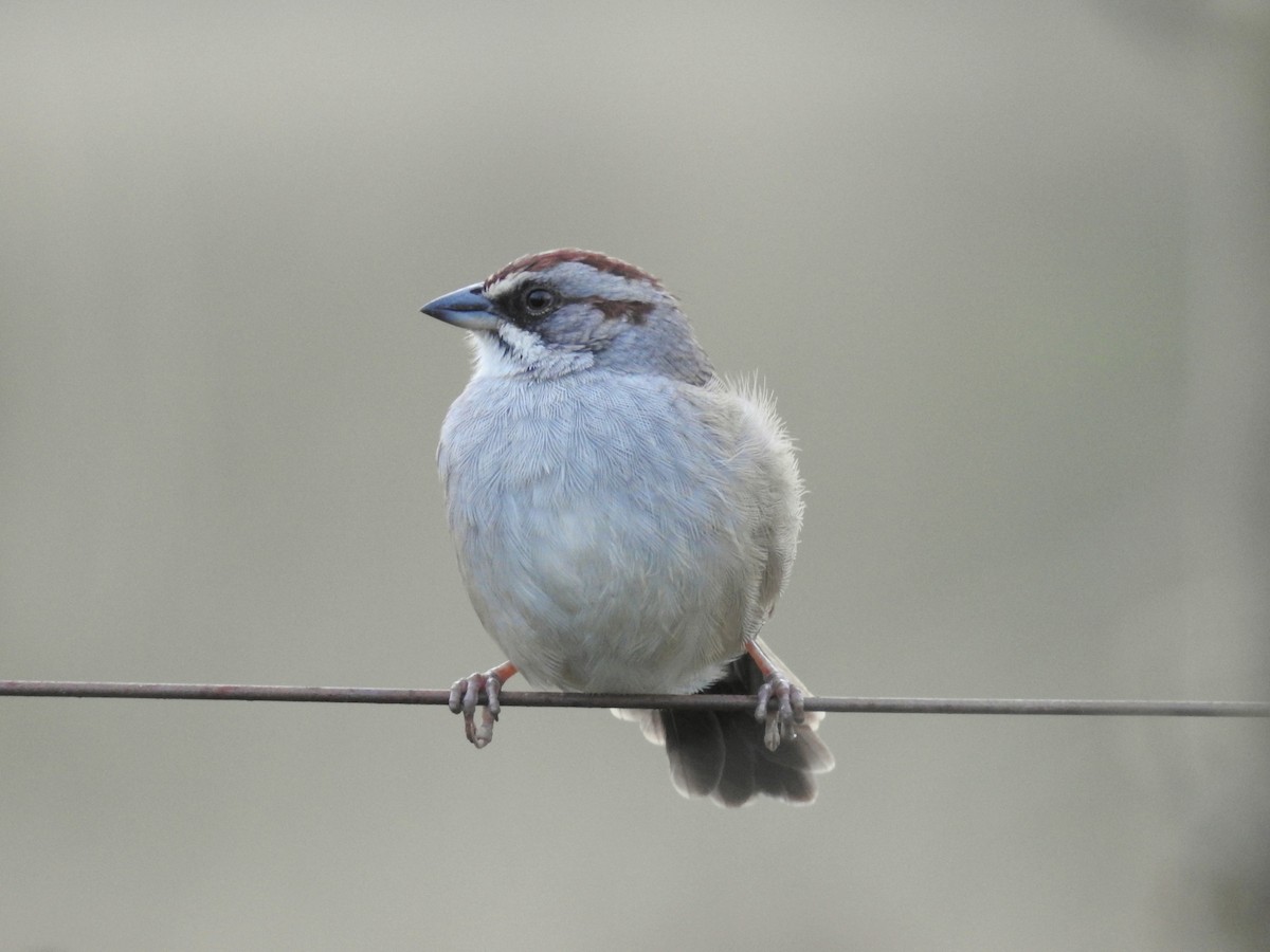 Yungas Sparrow - ML342115301