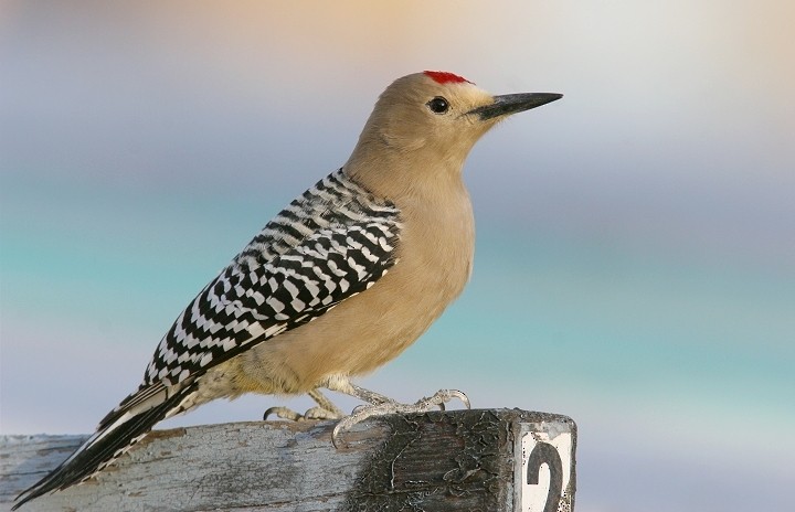 Gila Woodpecker - Bill Hubick
