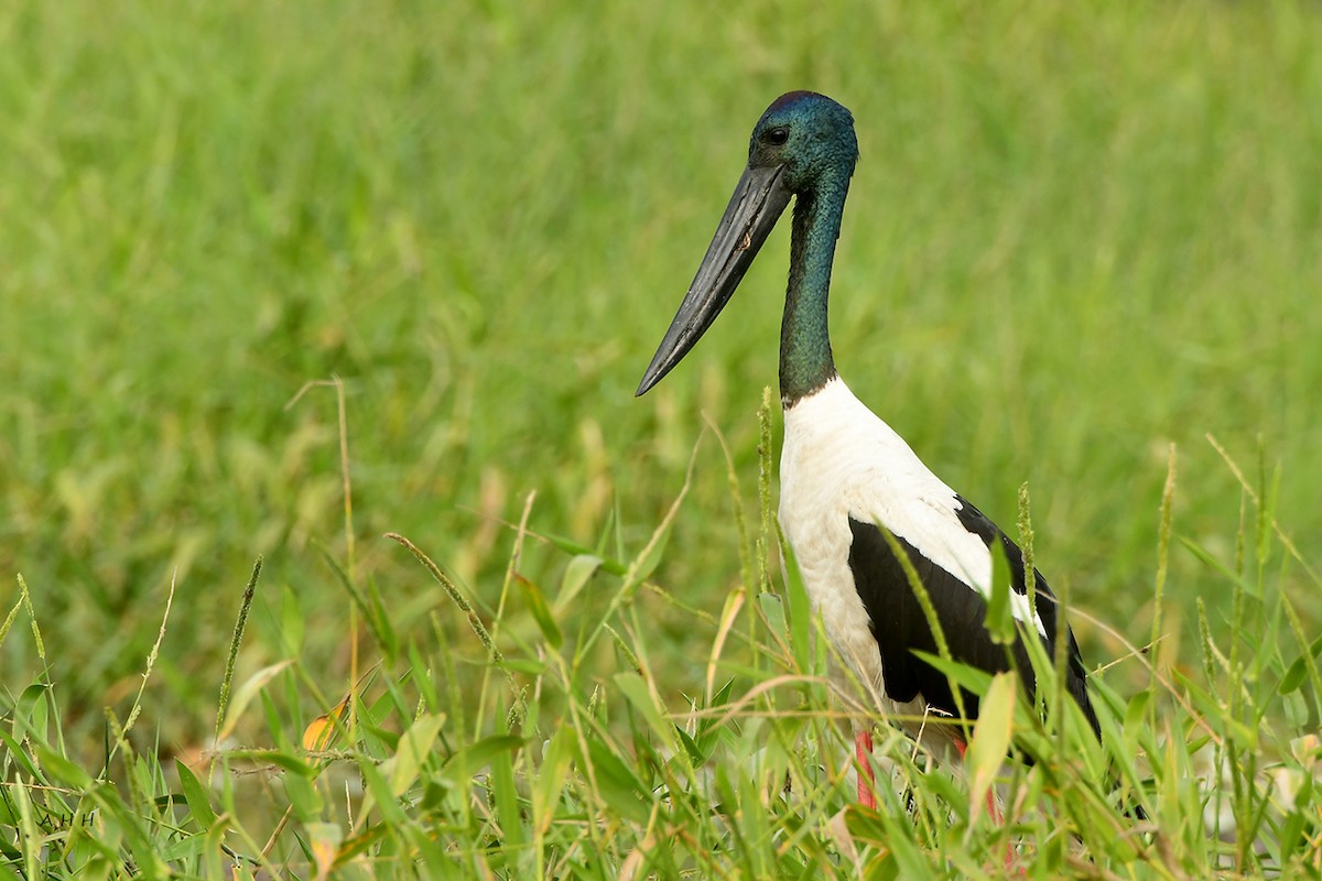 Black-necked Stork - ML342119191