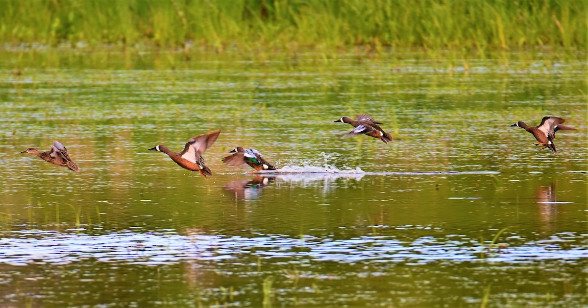 Blue-winged Teal - ML342121881