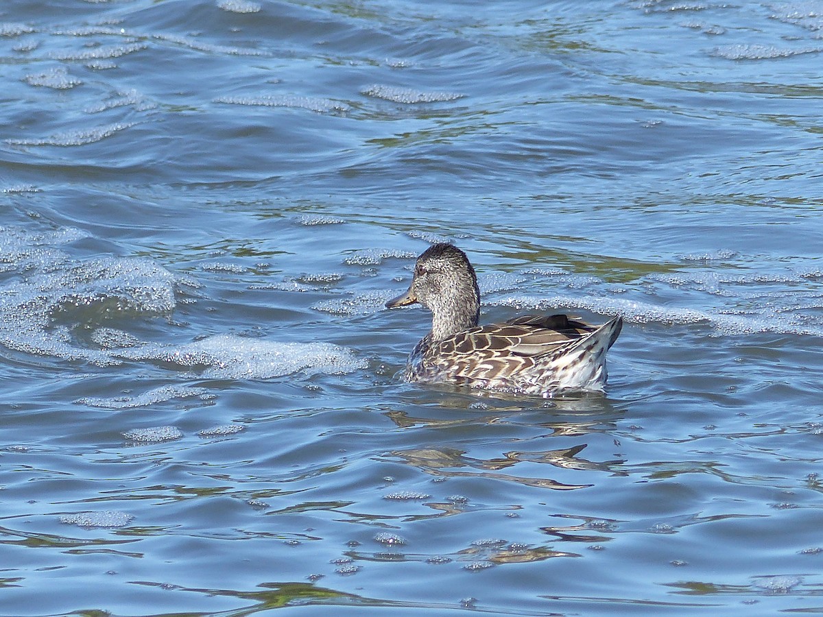 Green-winged Teal - ML34212221