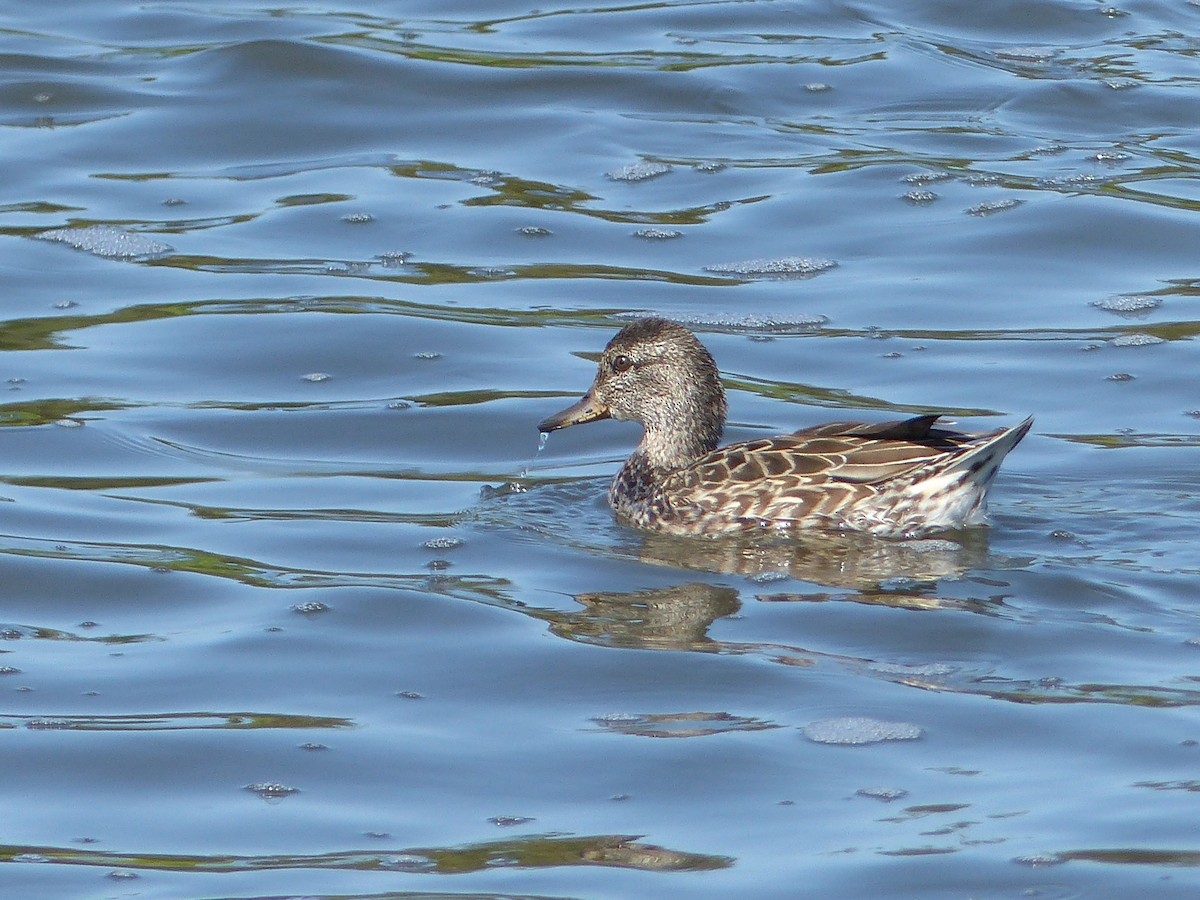 Green-winged Teal - ML34212251