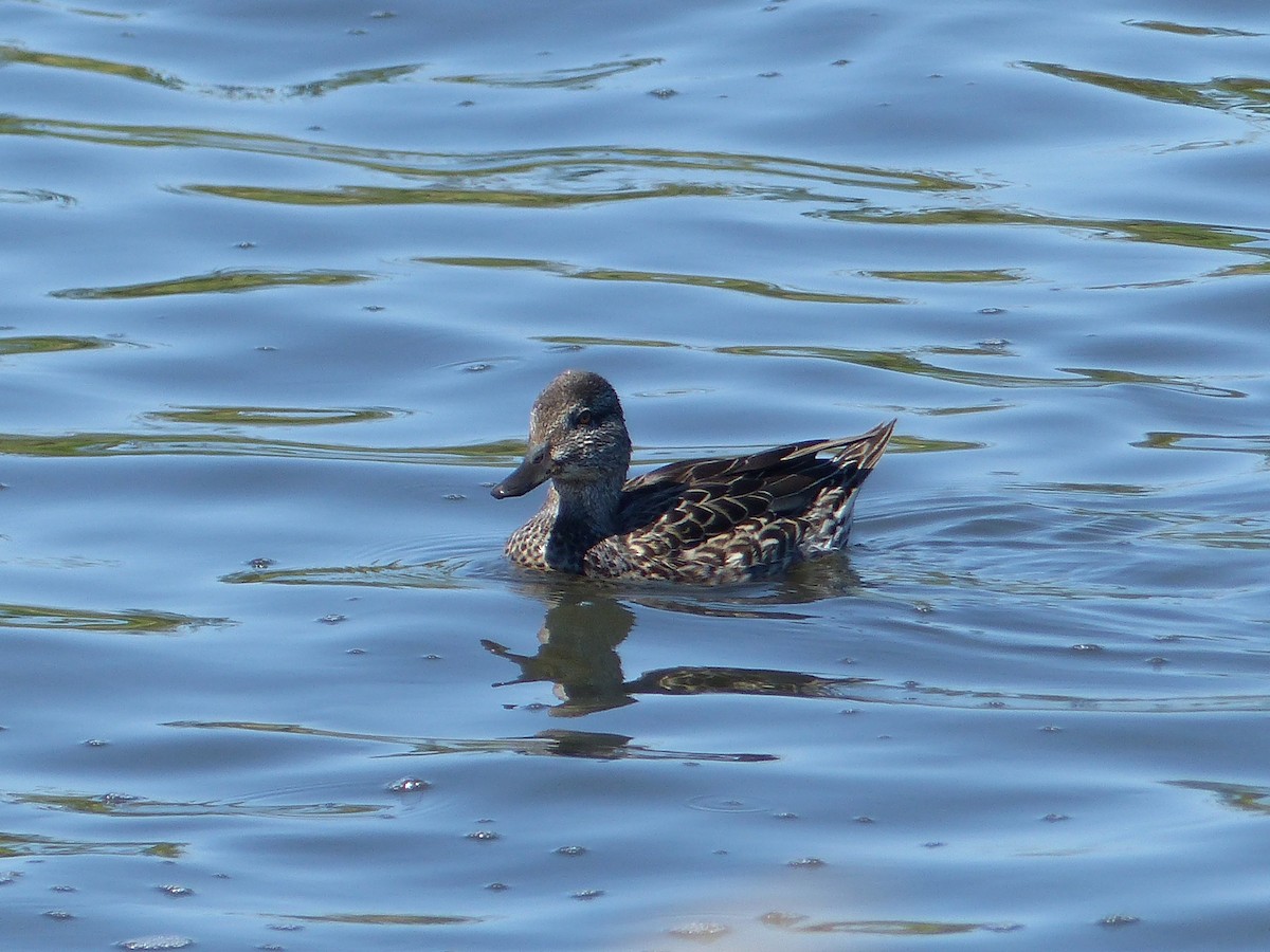Green-winged Teal - ML34212311