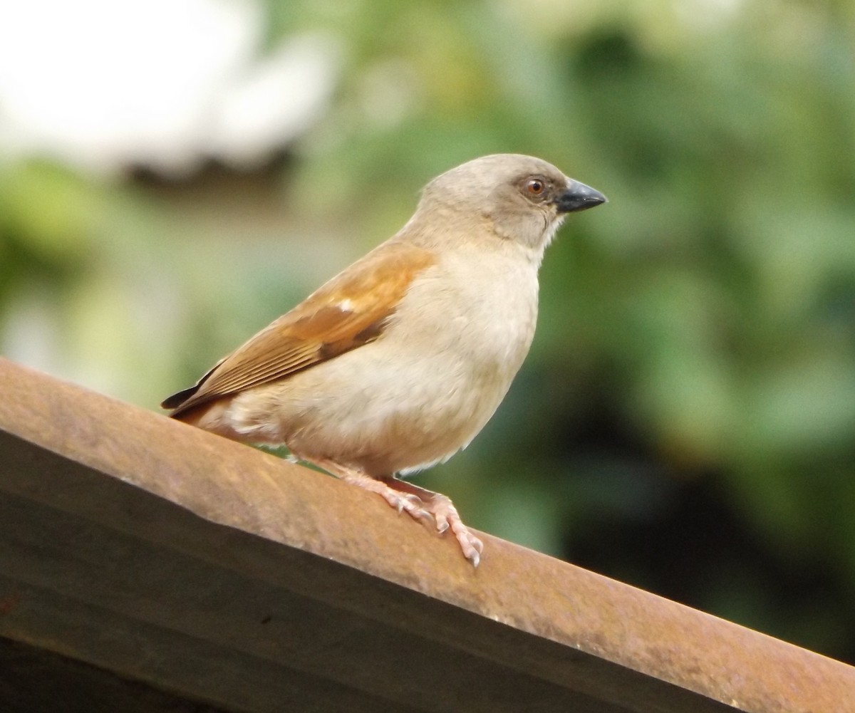Northern Gray-headed Sparrow - Rodney Macready
