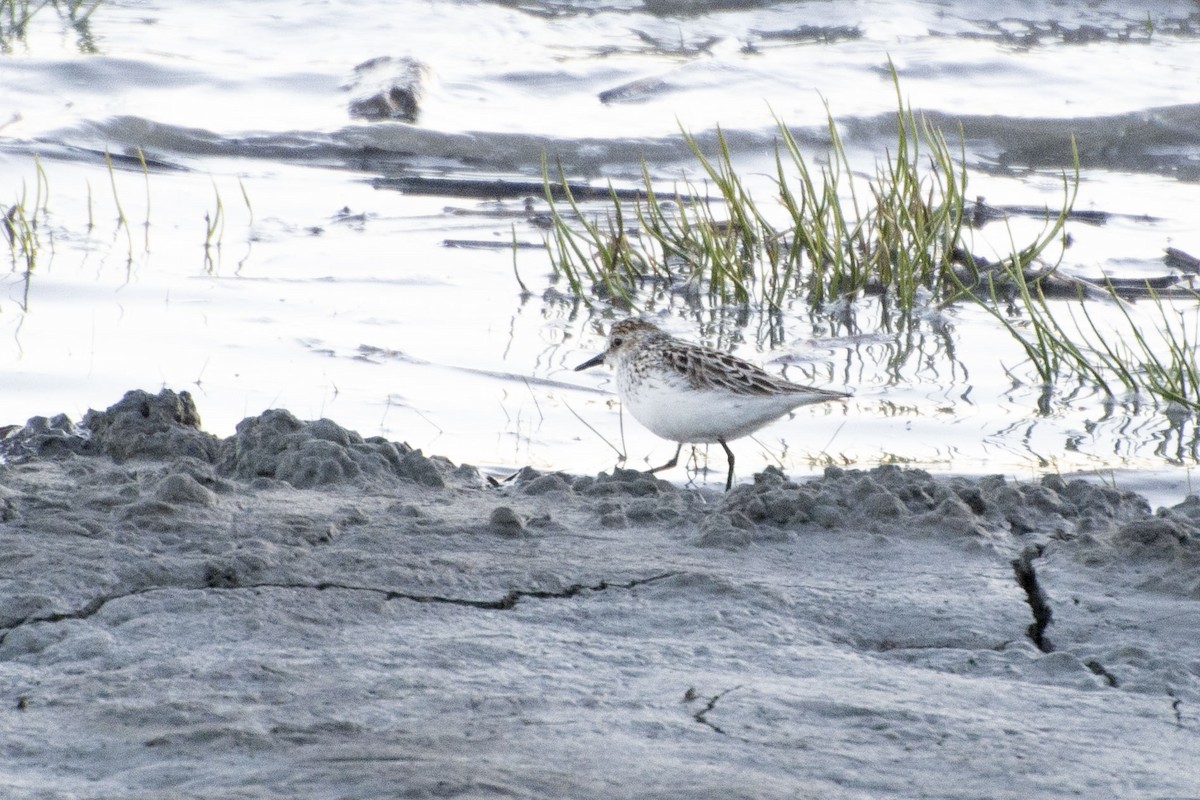 Semipalmated Sandpiper - Emily Weiser