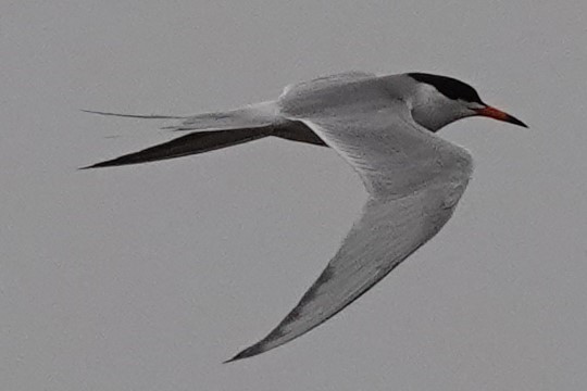 Common Tern - ML342125611