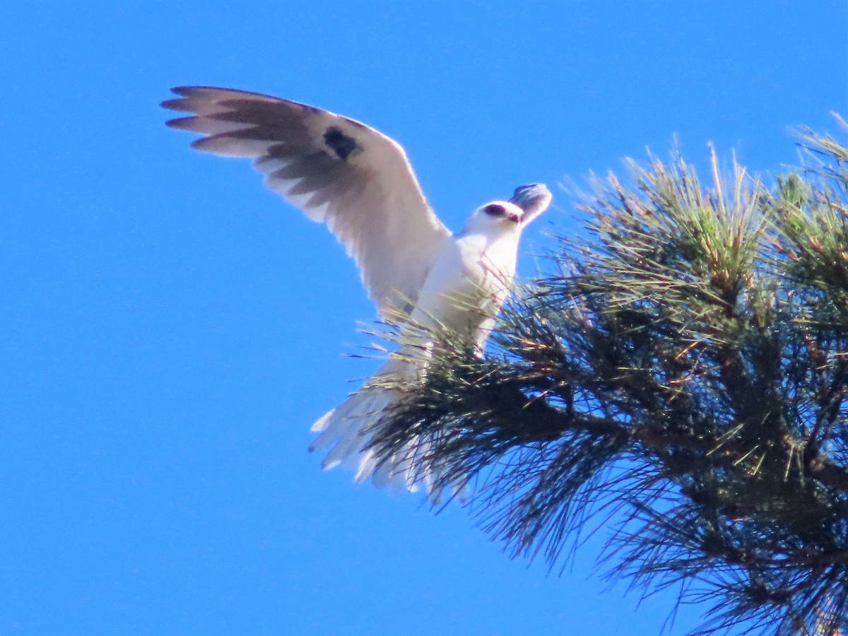 White-tailed Kite - ML342130741