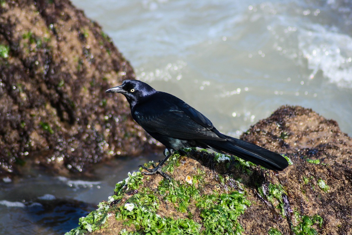 Great-tailed Grackle - ML34213521