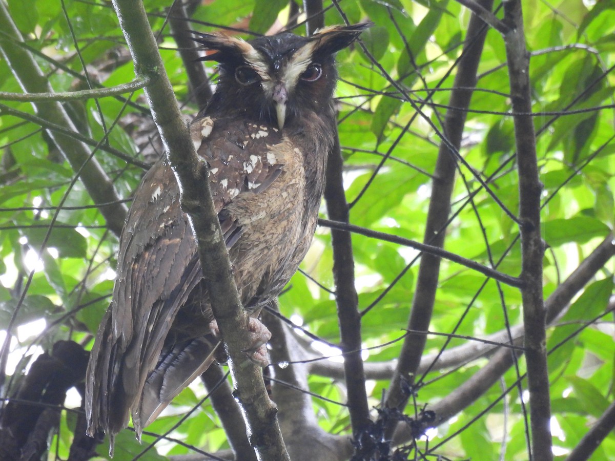 Crested Owl - Carlos Ulate