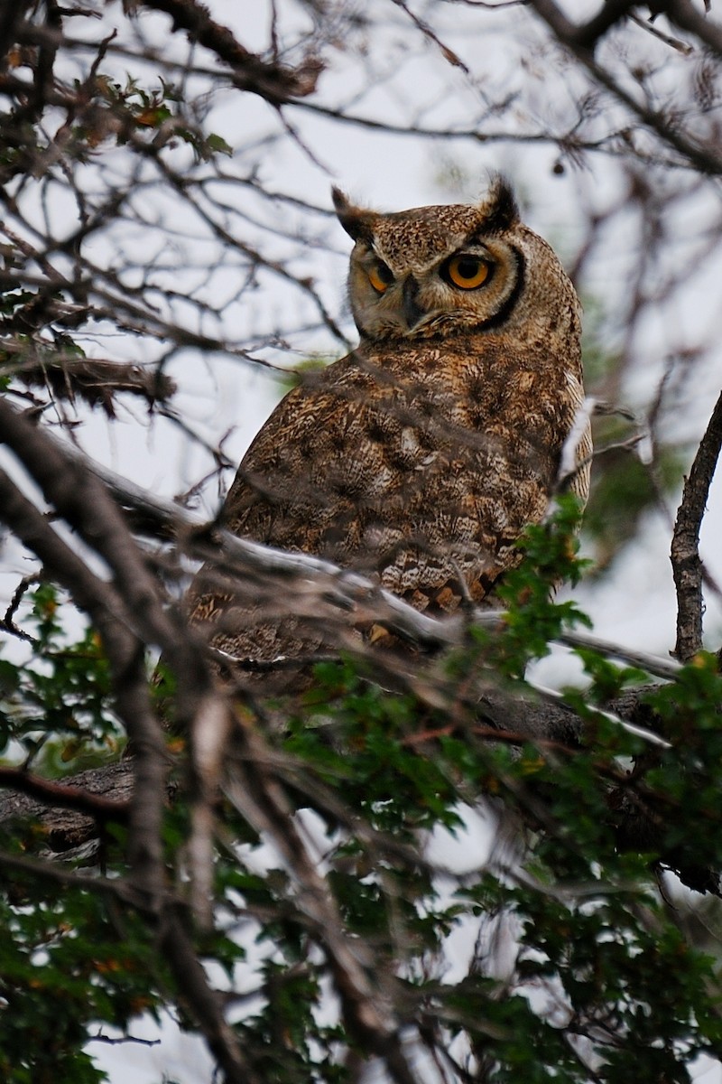 Lesser Horned Owl - ML342138791