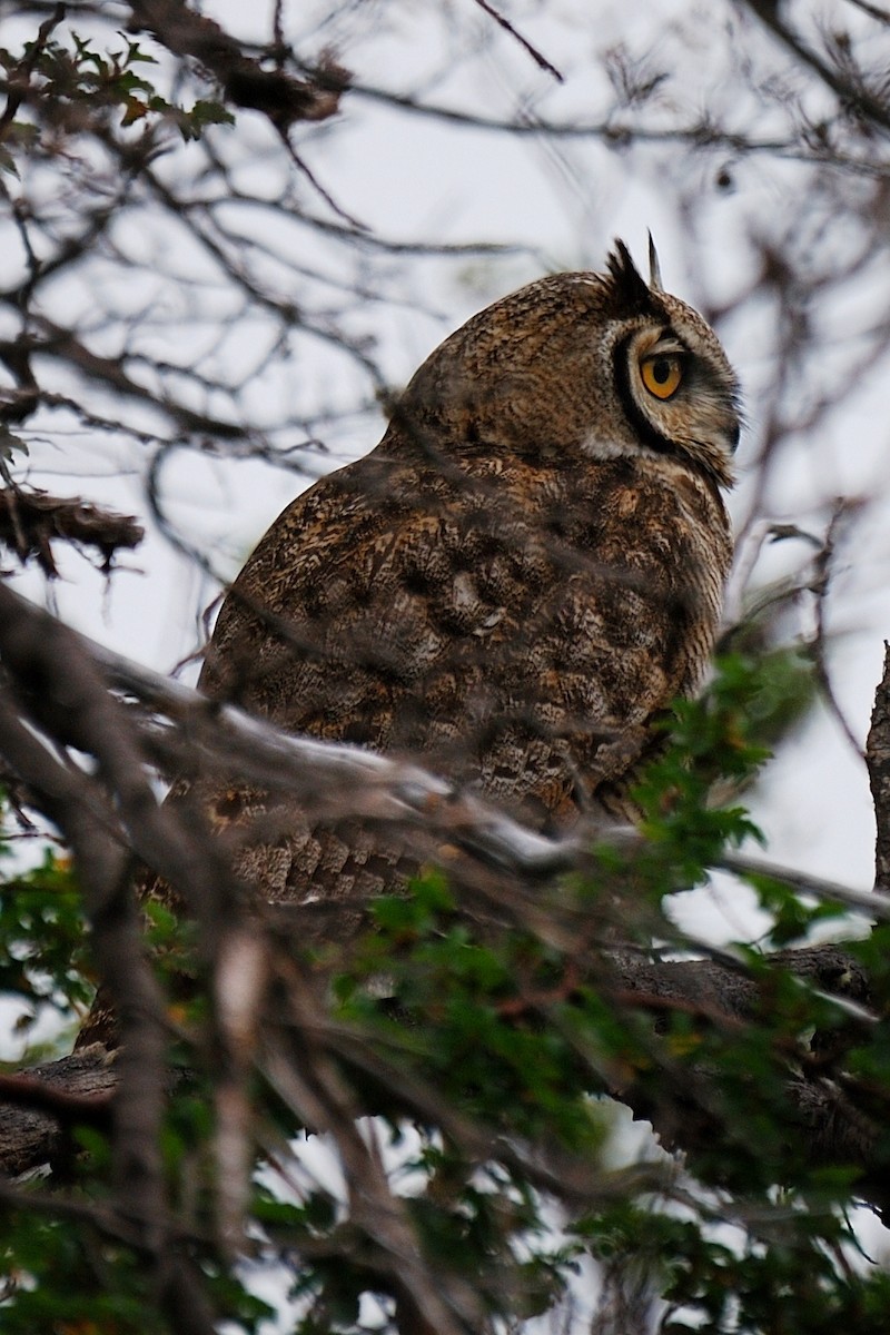 Lesser Horned Owl - ML342138871